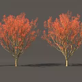 Two Red Leaved Ornamental Shrubs with Human Figure for Scale in Landscaping