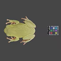 Green Frog With Extended Legs and Colorful Rubik's Cube in Gray Setting