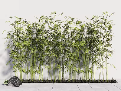 Bamboo Plants Against White Wall With Stone And Paved Ground 3d model