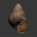Spiral Conch Marine Animal With Brown Orange Textured Surface And Shiny Appearance