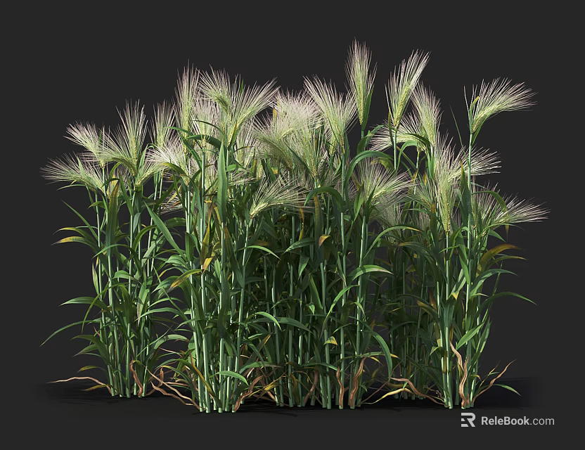 Lush Green Ornamental Grass With White Feathery Plumes In Garden Design 3d model 