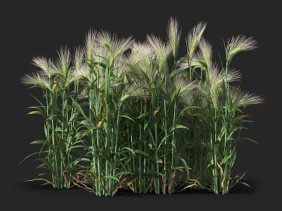 Lush Green Ornamental Grass With White Feathery Plumes In Garden Design 3d model