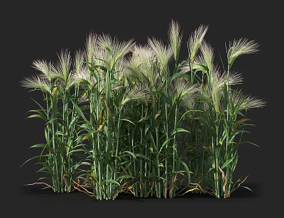Lush Green Ornamental Grass With White Feathery Plumes In Garden Design 3d model