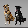 Two Golden and Black Dogs Sitting with Collars on Dark Background