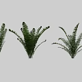 Lush Green Fern Plants With Various Decorative Arrangements For Indoor Decor