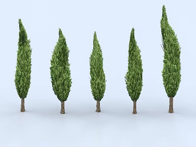 Tall Evergreen Trees With Green Foliage And Brown Trunks In A Row 3d model