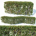 Well Trimmed Garden Shrubs With Lush Green Foliage Varied Heights And Different Shapes