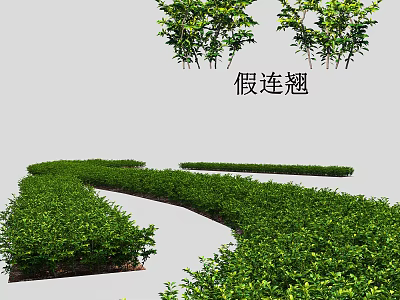 Duranta Shrubs Well Trimmed As Landscape Hedge For Garden Greenery Design 3d model