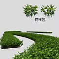 Duranta Shrubs Well Trimmed As Landscape Hedge For Garden Greenery Design