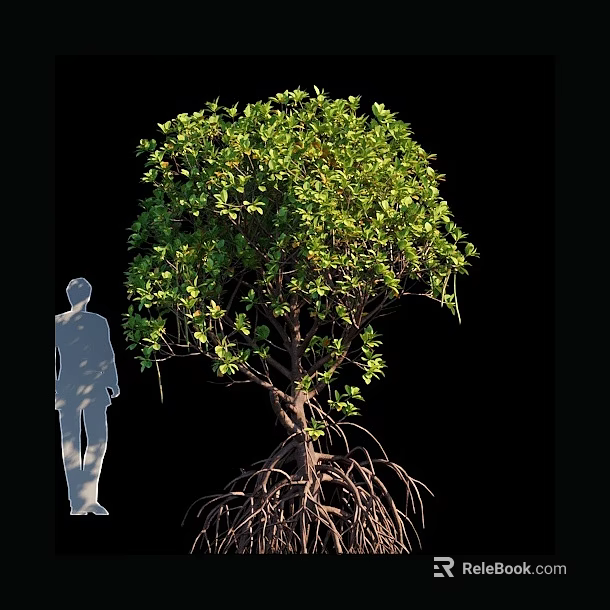 Arbor Tree with Extensive Root System and Human Silhouette for Size Comparison 3d model 