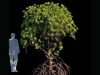 Arbor Tree with Extensive Root System and Human Silhouette for Size Comparison 3d model