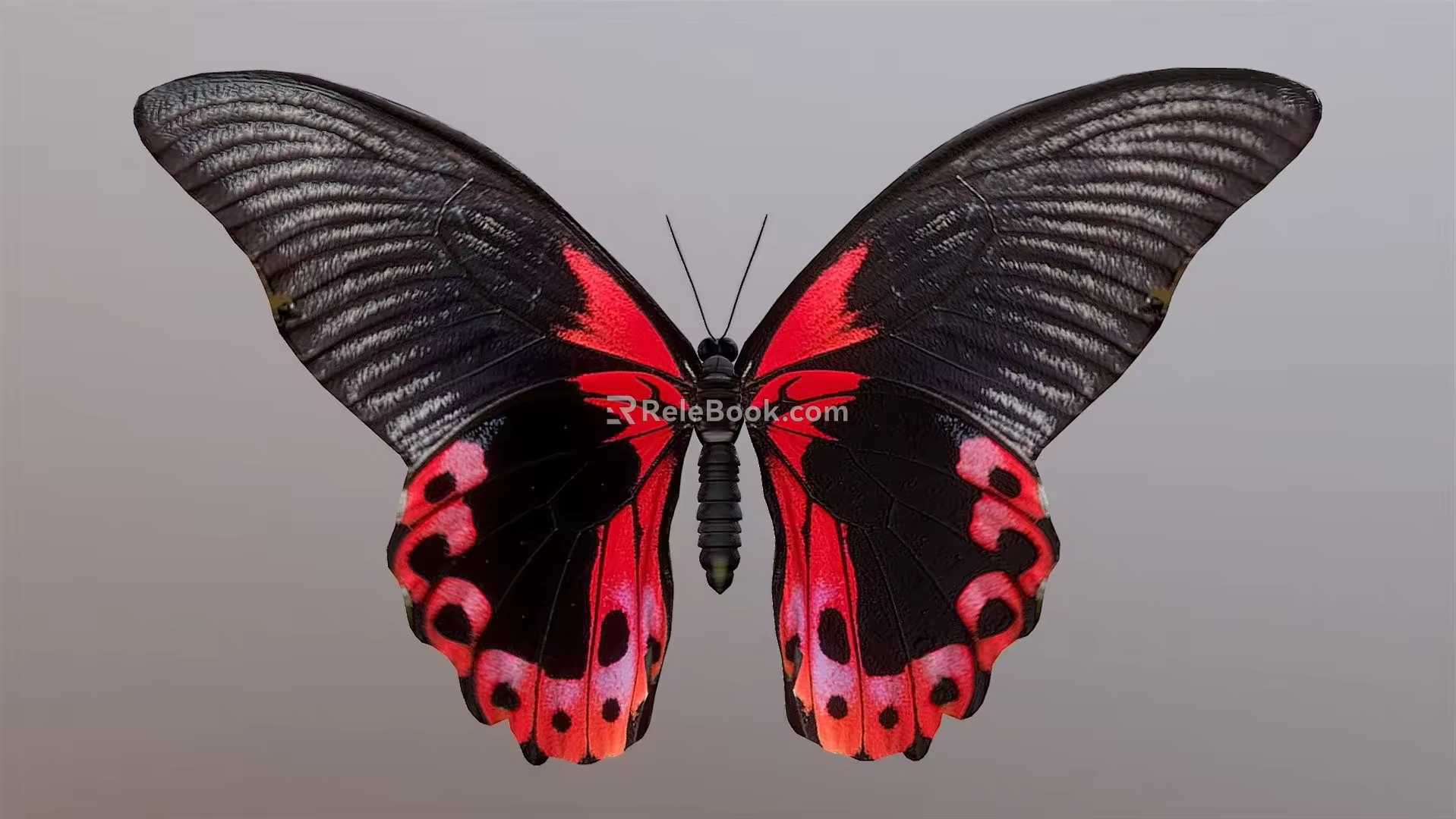 Modern Butterfly 3d model
