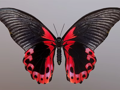 Vibrant Butterfly With Black Wings Red Pink Spots Spread Wings On Gray Background 3d model