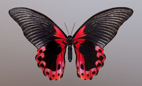 Modern Butterfly 3d model