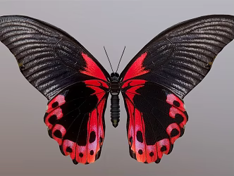 Modern Butterfly 3d model