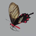 Detailed Butterfly with Golden Wings Intricate Patterns Black Body Red Spots and Pointed Tail