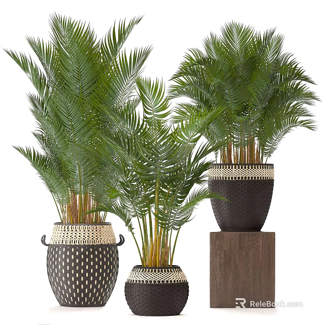 Lush Green Potted Plants in Decorative Woven Pots and Wooden Block 3d model 