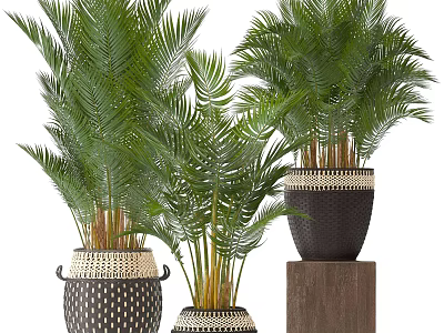 Lush Green Potted Plants in Decorative Woven Pots and Wooden Block 3d model