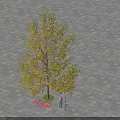 Deciduous Arbor with Yellow Leaves on Green Lawn and Gray Paving Ground