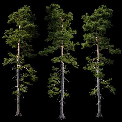 Tall Pine Trees with Thick Trunks and Lush Green Foliage Isolated on Black Background 3d model