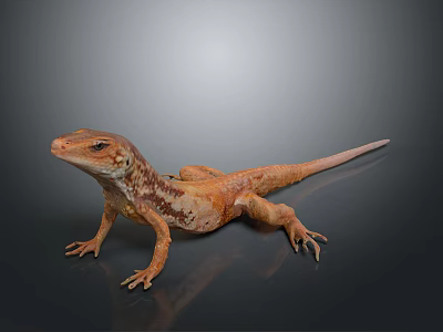 Detailed Brown Orange Spotted Lizard Standing On Shiny Dark Reflective Surface 3d model