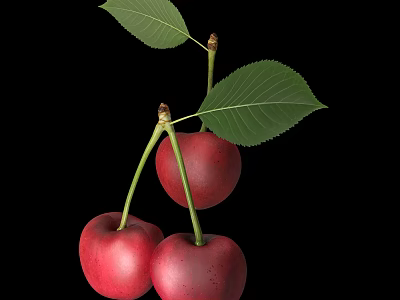 Ripe Juicy Red Cherries With Fresh Green Leaves Isolated On Black Background 3d model
