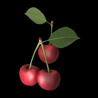 Cherry 3d model