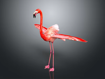 Graceful Red Flamingo Standing With Spread Wings Against Black Background 3d model