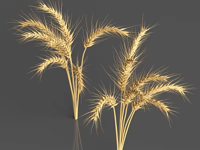 Golden Wheat Crop With Healthy Ears And Natural Growth In Farmland 3d model