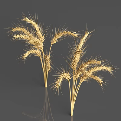 Golden Wheat Crop With Healthy Ears And Natural Growth In Farmland 3d model