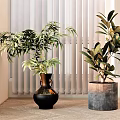 Bonsai Potted Plants Long Leaves Broad Foliage Black Vase Gray Pot Bright Room White Blinds