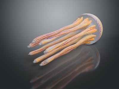 Barrel Jellyfish Fireworks Jellyfish Silver Coin Jellyfish Flower Hat Jellyfish Purple Sea Thorn Jellyfish Mediterranean Omelet Jellyfish 3d model