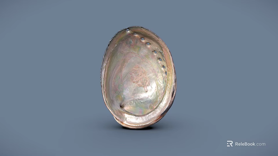 Iridescent Seashell Food Serving Dish With Shiny Surface And Decorative Design 3d model 
