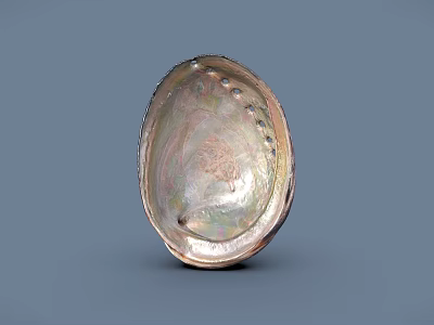 Iridescent Seashell Food Serving Dish With Shiny Surface And Decorative Design 3d model