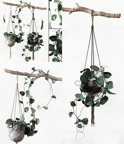 Lush Green Hanging Basket Plants with Trailing Vines and Macramé Hangers Against White Wall 3d model