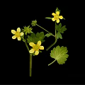 Plant with Yellow Small Flowers and Green Leaves on Black Background