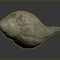 conch bone snail field snail shellfish marine animal fish freshwater fish marine fish animal 3d model