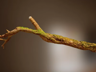 Natural Stone and Wood Branch with Green Moss and Organic Texture 3d model