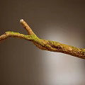 Natural Stone and Wood Branch with Green Moss and Organic Texture