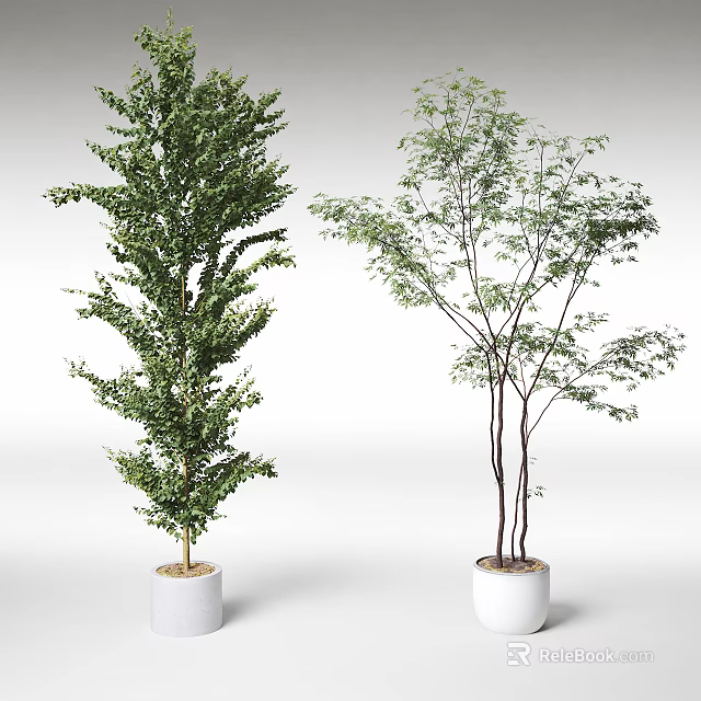 Two Bonsai Potted Plants with Lush Foliage and Slender Branches in White Pots 3d model 