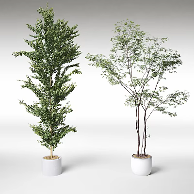 Two Bonsai Potted Plants with Lush Foliage and Slender Branches in White Pots 3d model