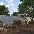 Herd of Deer Standing Lying Near Green Trees and Brick Wall Under Blue Sky