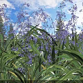 Stunning Purple Flowers And Lush Green Leaves In Garden Against Blue Sky With Pine Trees