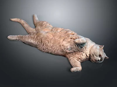 Relaxed Fluffy Orange Cat Lying Comfortably on Gray Background Surface 3d model