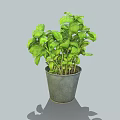 Fresh Green Basil Plant Growing in Gray Metal Pot with Lush Leaves