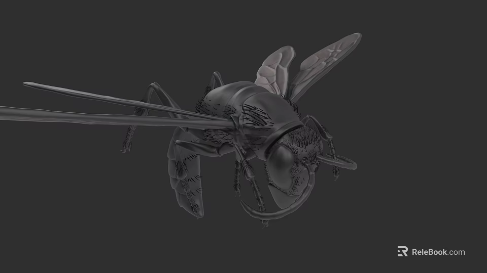 Detailed Black Flying Insect With Transparent Wings And Long Legs 3d model 