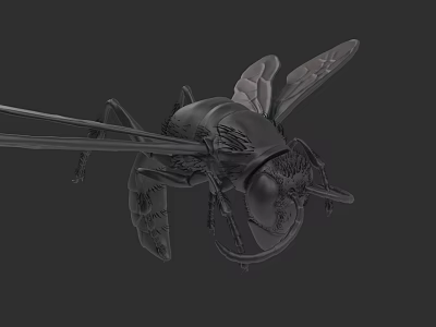 Detailed Black Flying Insect With Transparent Wings And Long Legs 3d model