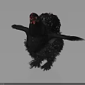 Black Chicken Spreads Wings With Red Comb And Fluffy Feathers In Gray Gradient Background