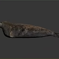 Realistic Seal 3D Model With Brownish Spotted Texture And Sleek Body On Dark Background