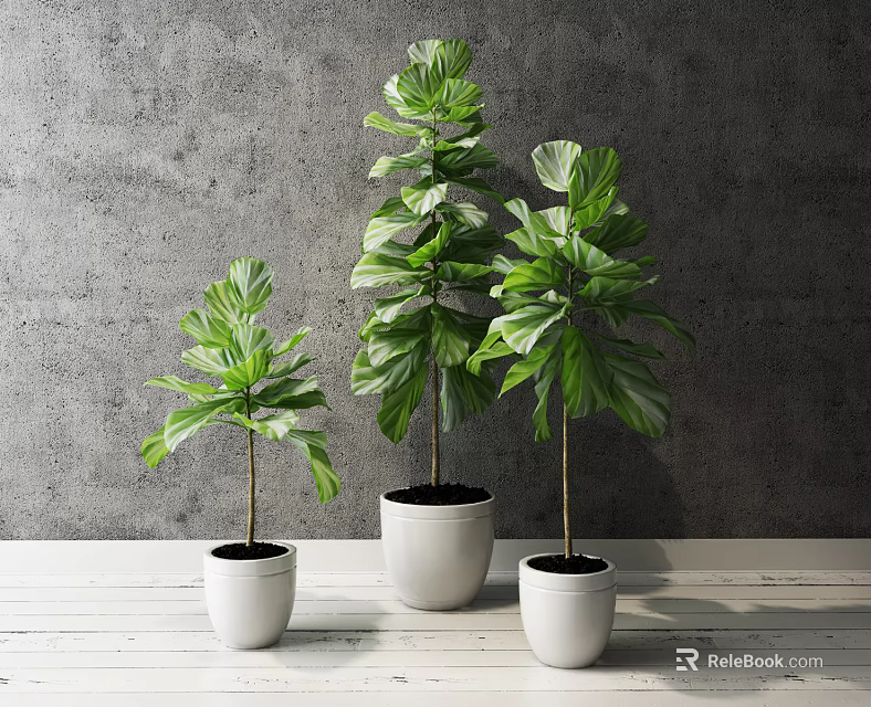 Bonsai Potted Plants With Green Leaves In White Pots On Wooden Tabletop Against Gray Wall 3d model 